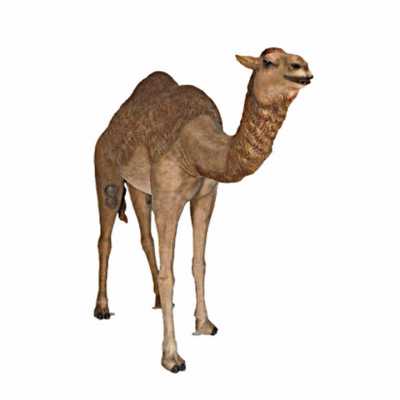 Camel lifesize